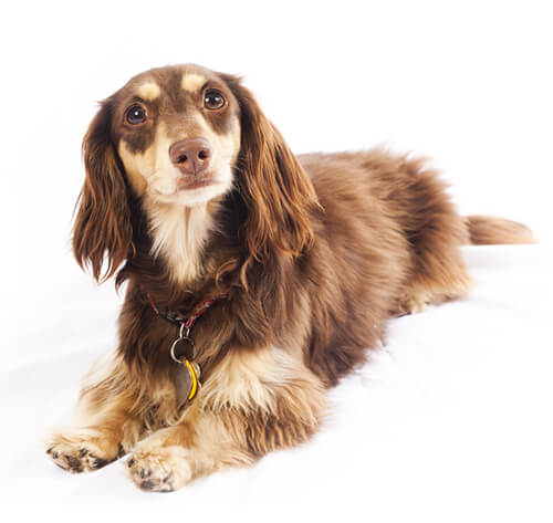 Cream long haired mini hot sale dachshund
